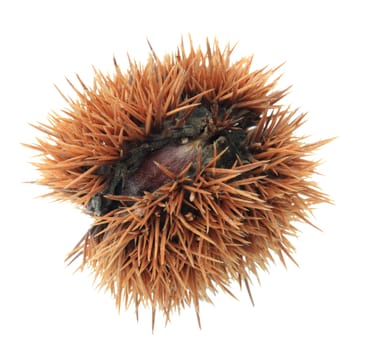 Ripe chestnut against a white background.