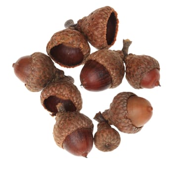 Upper view of a heap of acorns against a white background.