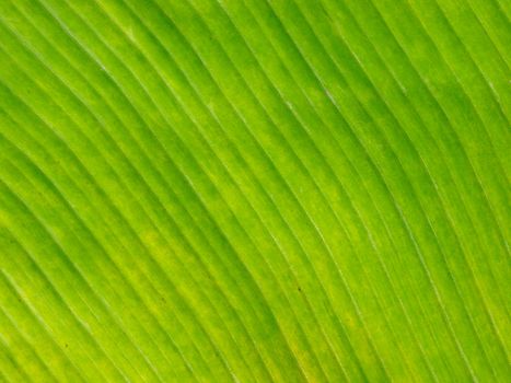 close up of a banana leaf