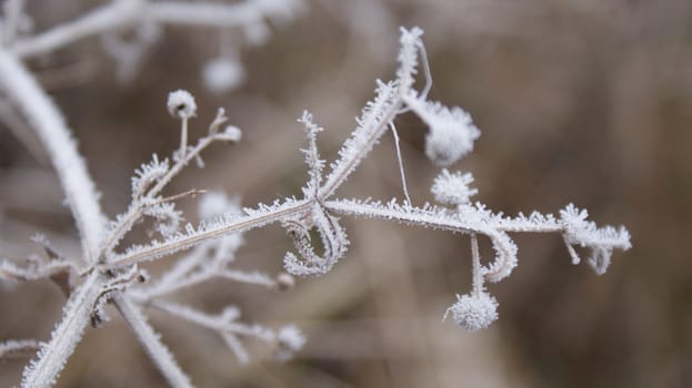 The first autumn frosts in nature