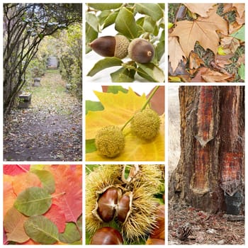 Fall landscape with trees, leaves, fruits of the time