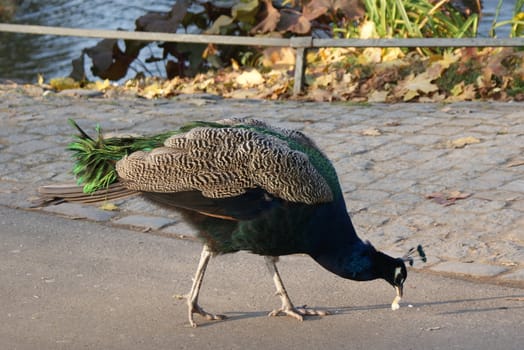 peacock on autumn walk in the park