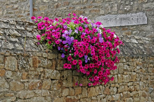 Stone wall near Guidel with flowers. Mauer-Blumen, Petunien, Petunia