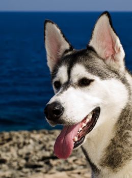 The reliable and loyal Siberian Husky, sled and working dog