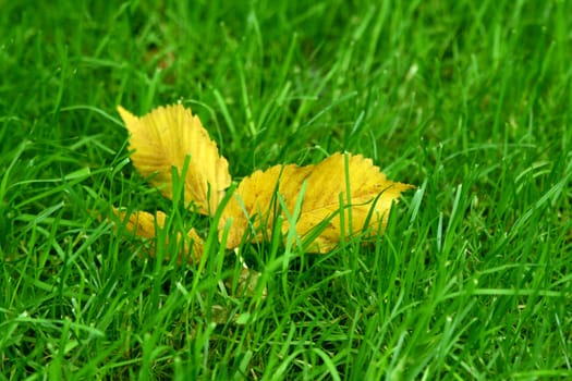 Yellow leaves in a green grass in the autumn.