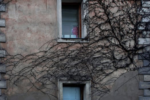 Unusual plant growing on a house wall