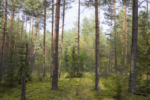 Autumn pinewood