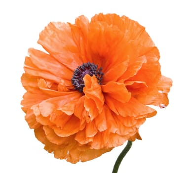 flowering poppy on a white background