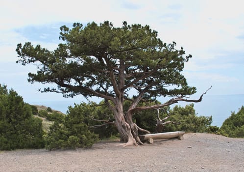 an old pine-tree is in Crimea