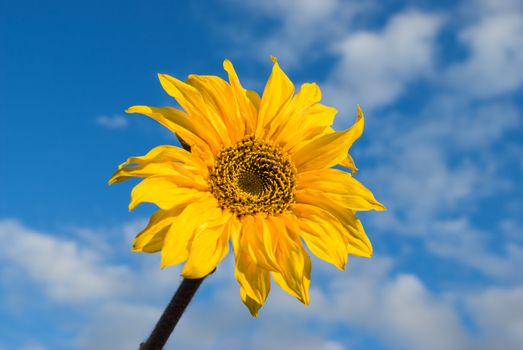 sunflower against the backdrop of the sky