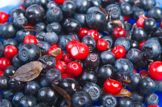 sweet bilberries  close-up.timber berries