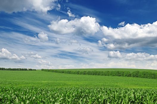 corn field and blue sky