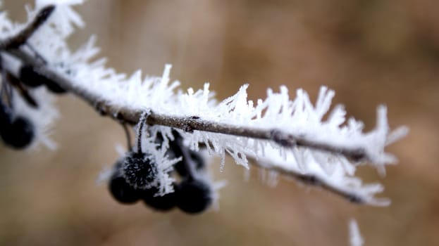 The first autumn frosts in nature