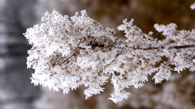 The first autumn frosts in nature