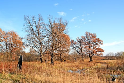 autumn oaks near small river