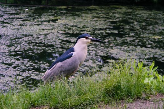 Black-crowned night-heron in Central Park, New York