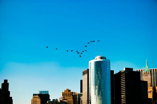 Lots of Geese leaving New York City skyline