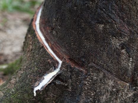 Close up of a incised rubber tree trunk