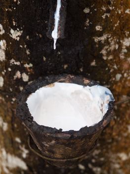 Rubber tree with  latex dripping in collecting cup