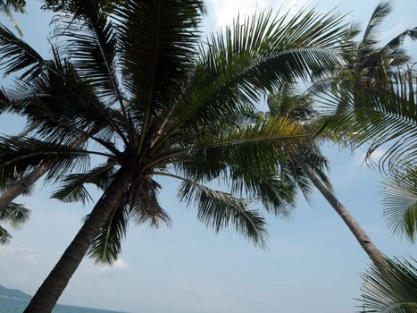 Tall coconut palm  tree bearing  green fruits in Malaysia