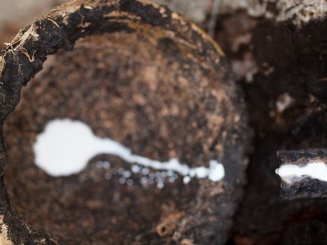 Rubber tree with  latex dripping in collecting cup