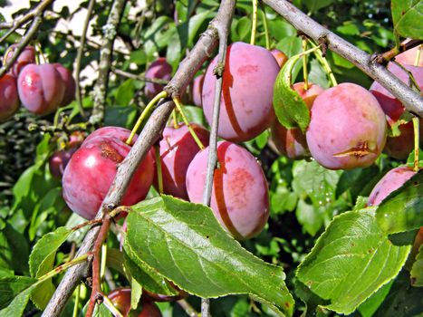 ripe plum on branch