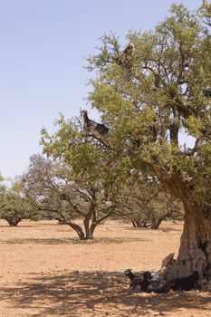Goats feeding high in the branches of a tree in Morocco