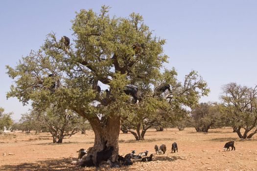 Goats feeding high in the branches of a tree in Morocco