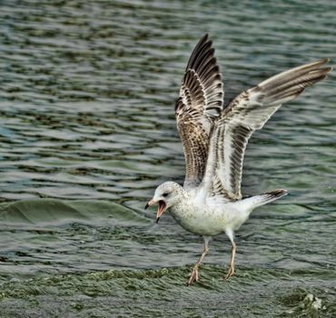 Photo of seagull in flight. Image taken in Huntington Beach, California
