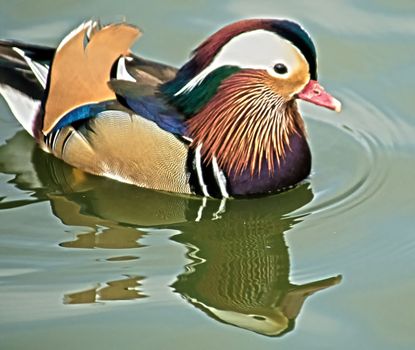 The Mandarin Duck is a beautiful colorful water bird. Photo taken at Goldwnwest Park in Huntington Beach, California