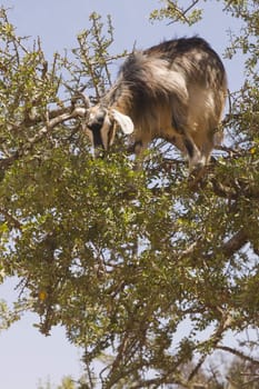 Goat feeding high in the branches of a tree in Morocco