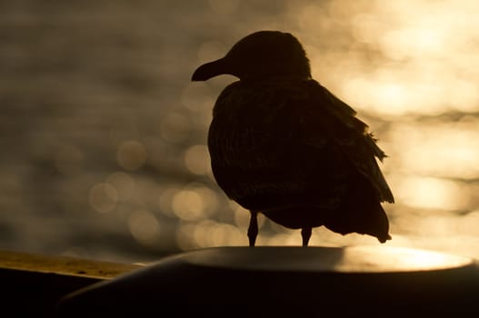 Profile sillhouette of seagull