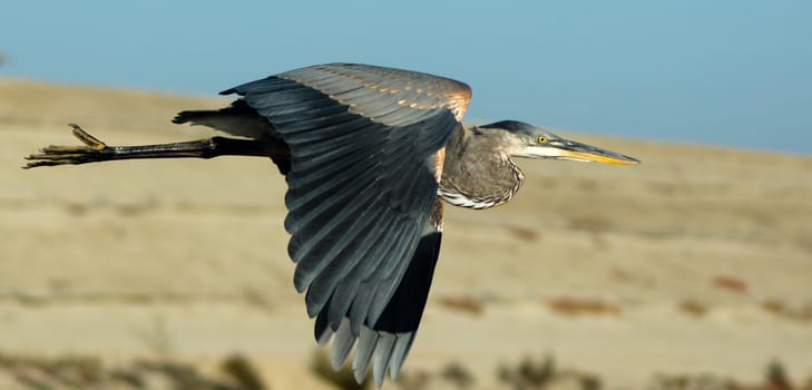 Great blue heron in flight