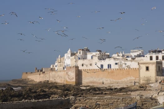 Seagulls flock over the historic seaside village of Essaouira in Morocco.