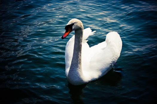 Swan (Cygnus olor)