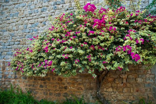 Bougainvillea on an old rock wall background.