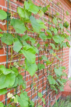 A vine in the broad sense refers to any climbing or trailing plant.