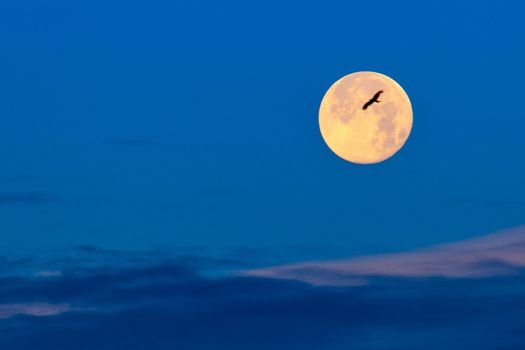 A bird silhouetted against the moon