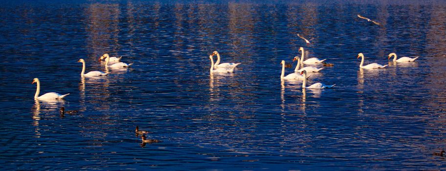 A group of swan at Lake Geneva, Switzerland