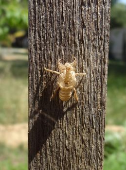 cicada on a trunck