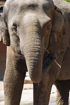 Shot of the Asiatic elephant - Indian elephatnt - detail of the head