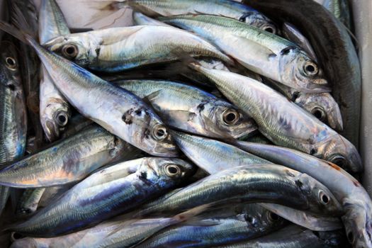 small  fresh fish on a counter of shop