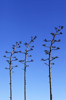 Tops of plants on a background of the blue sky