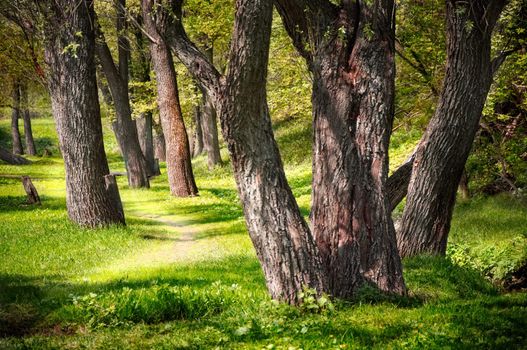 Trees and green grass in the park with a path