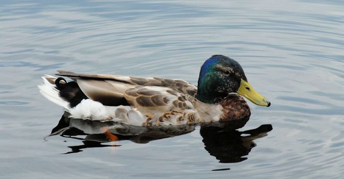 A duck in the water swimming along.