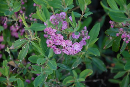 Mountain laurel in bloom in Maine during the summer.