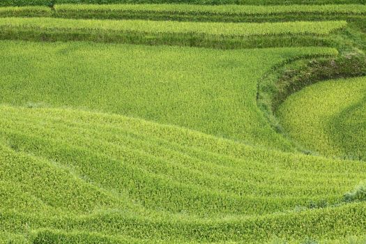 Rice fields in Sapa, Vietnam. 