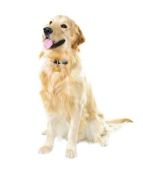 Golden retriever pet dog sitting isolated on white background