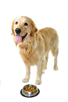 Golden retriever pet dog standing at food dish isolated on white background