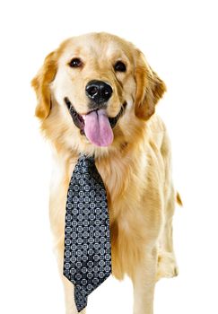 Funny golden retriever dog wearing tie isolated on white background